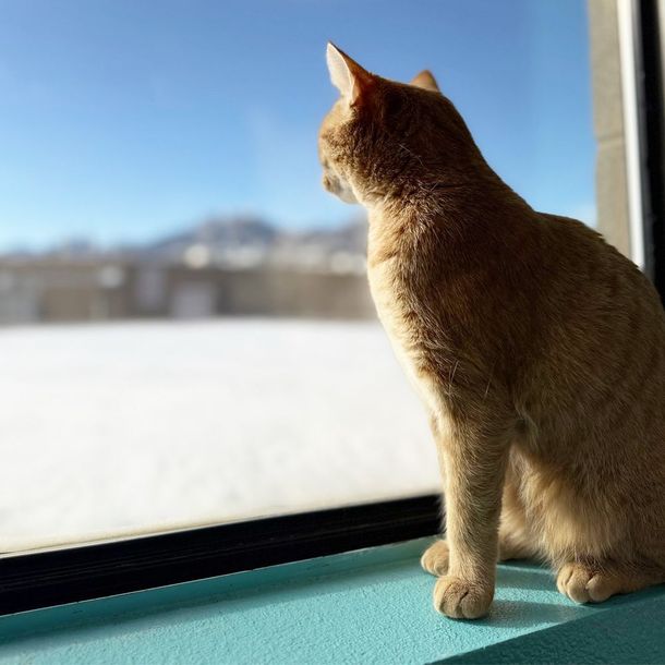 Orange cat sitting on a windowsill