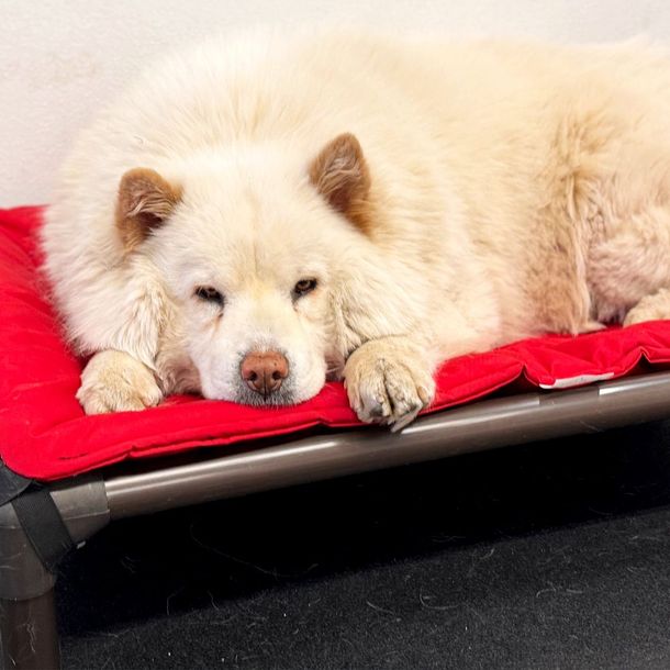 White fluffy dog resting on a red cot