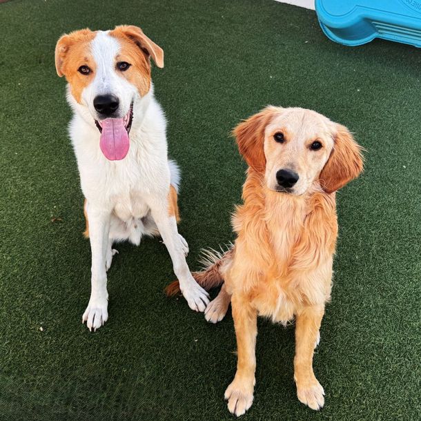 Two dogs sitting on green turf