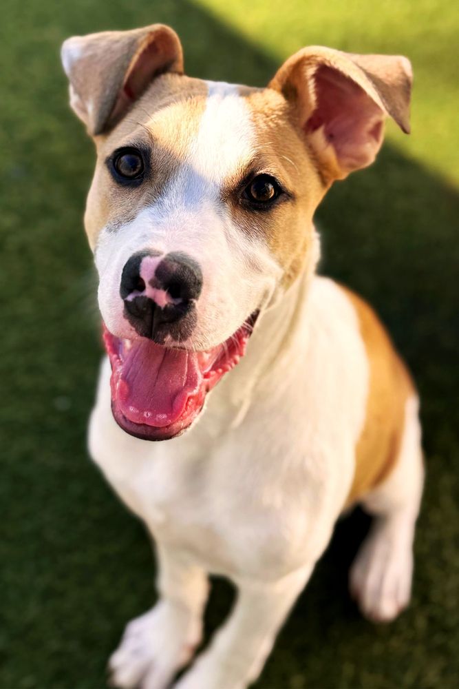 Happy dog sitting on grass