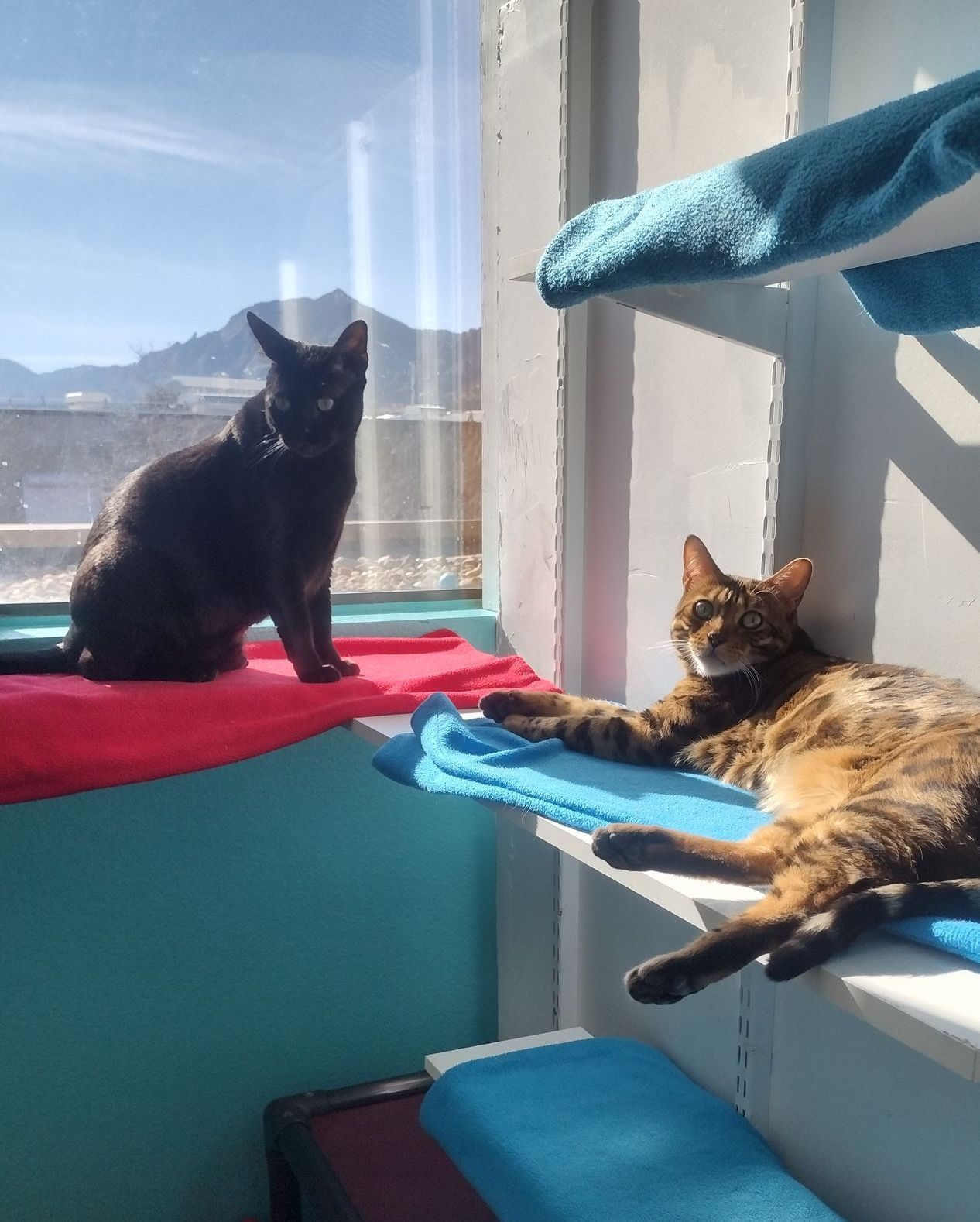 Two cats resting: one black cat sitting by window, another cat lounging on a shelf. Blue, red accents.