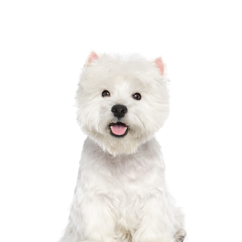 Golden retriever puppy resting on a red dog bed.