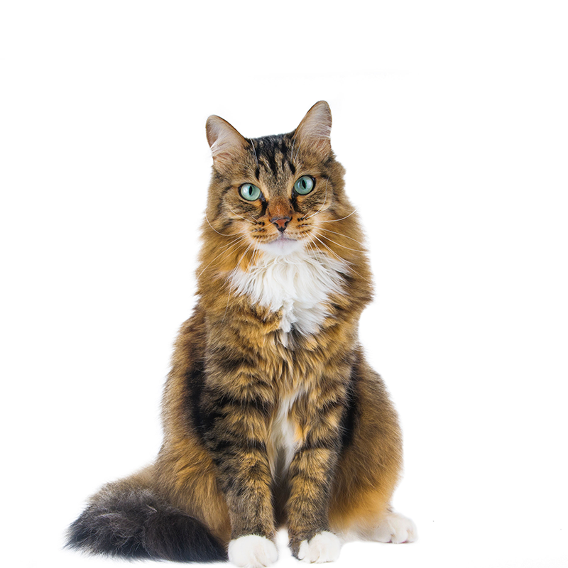 White cat resting next to a gray toy mouse on a blue surface.