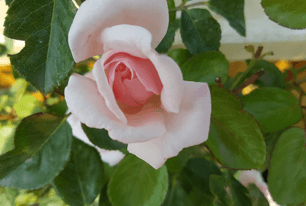Nursery
