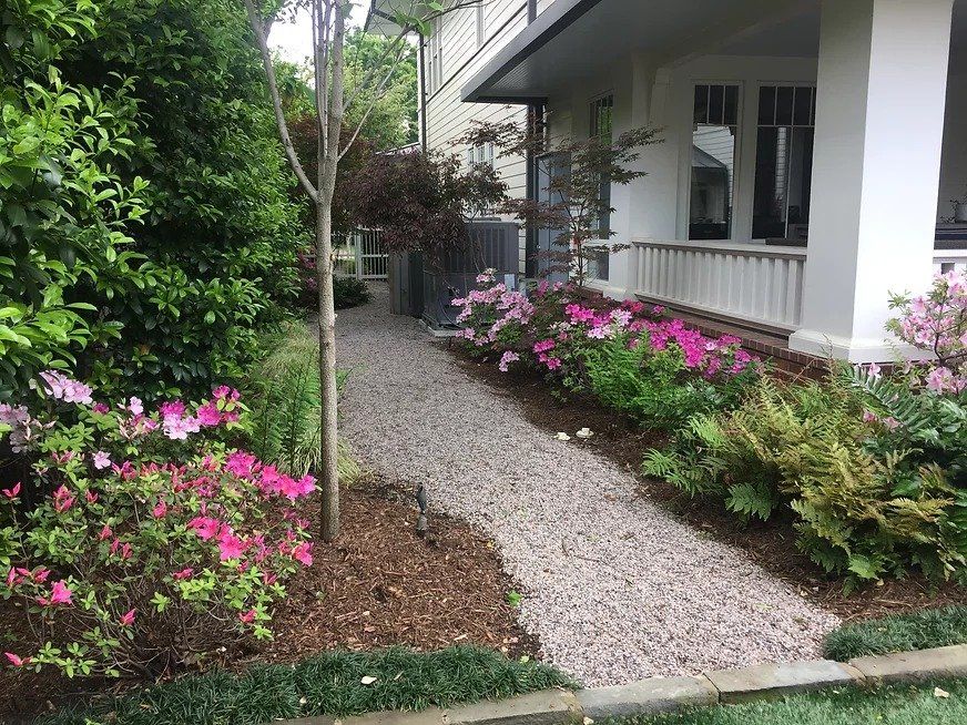 Azaleas in highland park