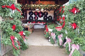 cut down Christmas trees