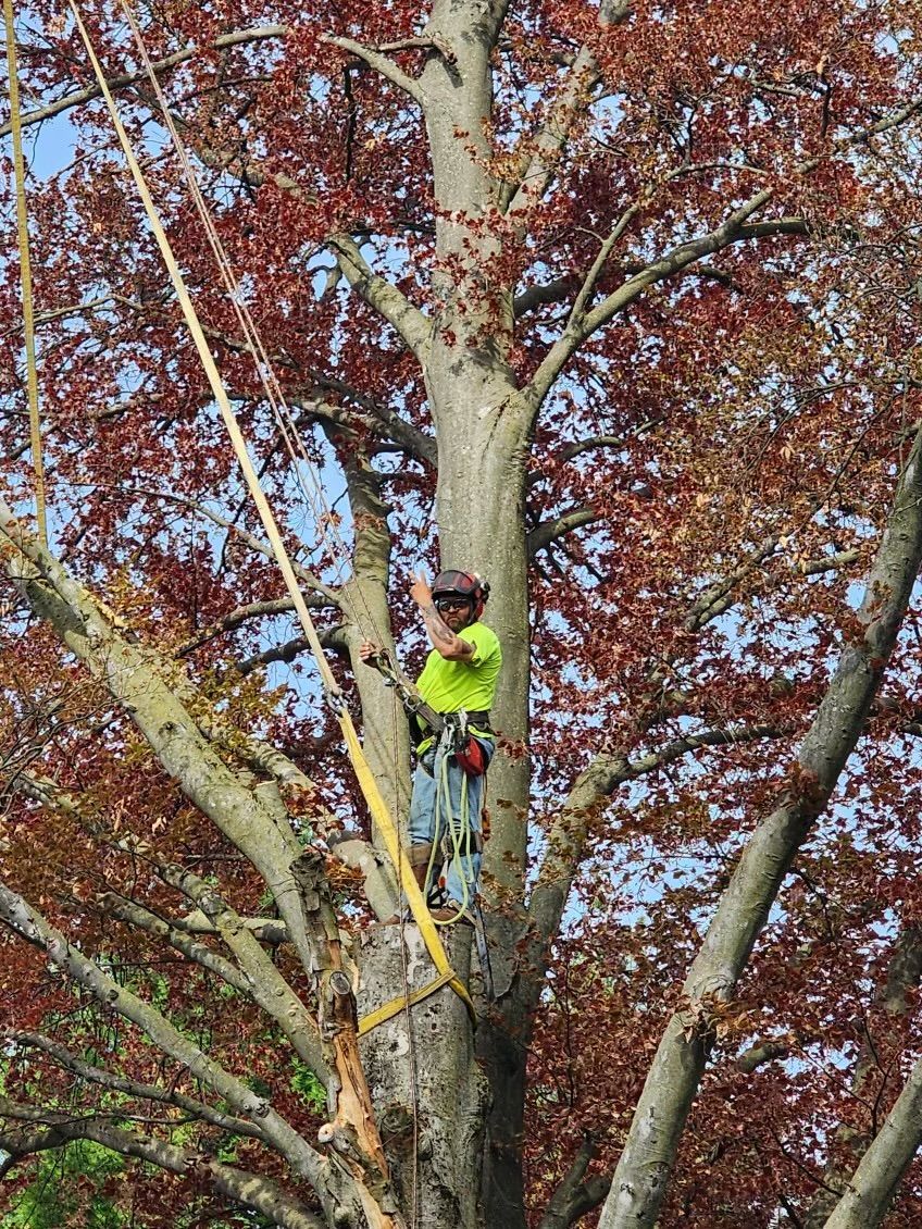 A man is climbing up a tree with a chainsaw.