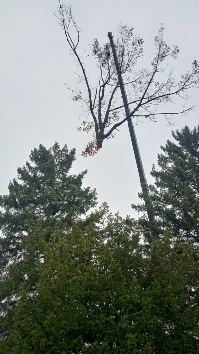 A tree is being cut down in the middle of a forest.