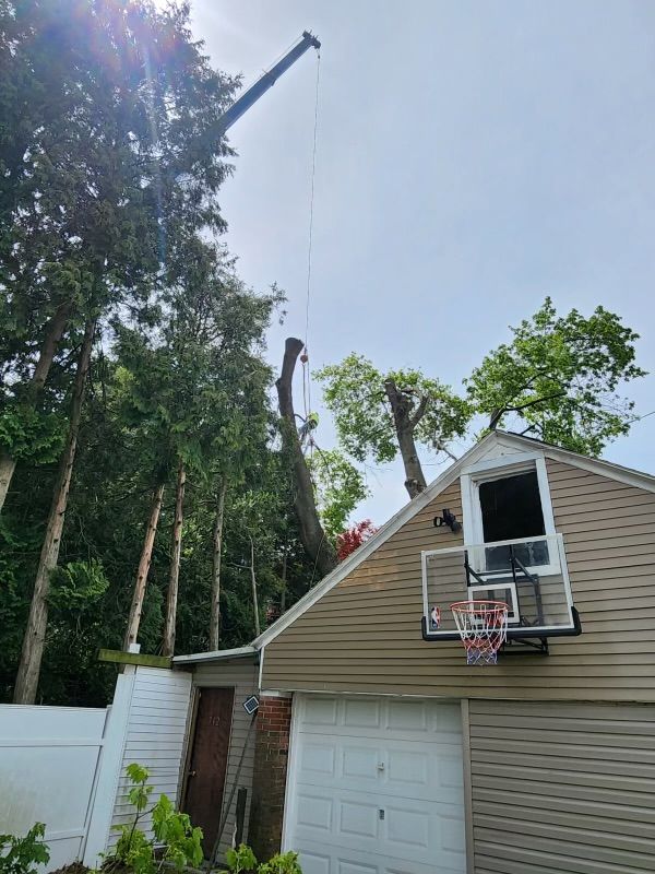 A crane is lifting a tree from the roof of a house.