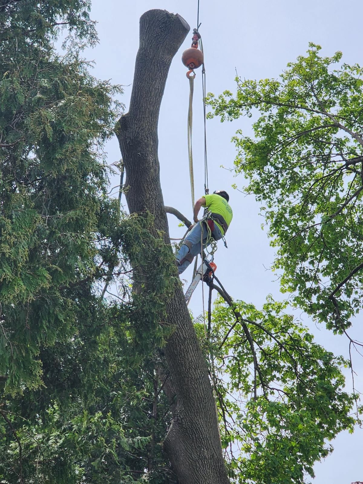 A man is climbing up a tree with a crane.