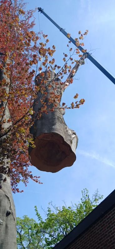 A large tree stump is hanging from a crane.