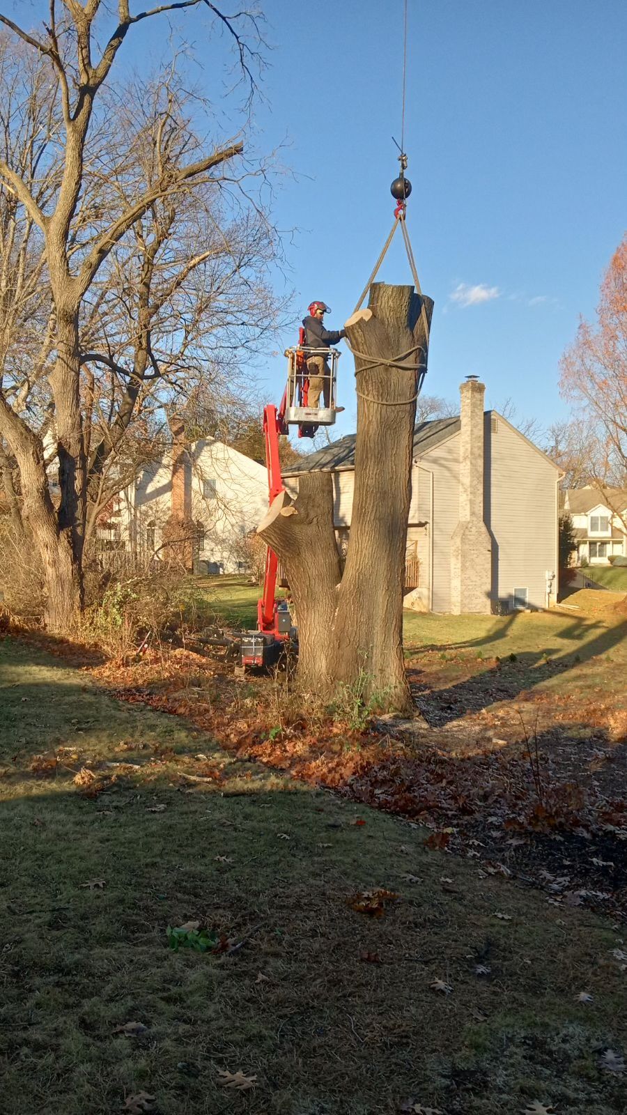 A man in a crane is cutting down a tree.