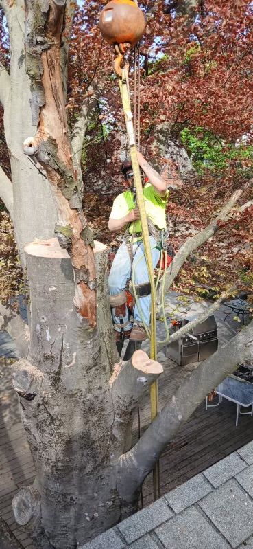 A man is climbing a tree with a crane.