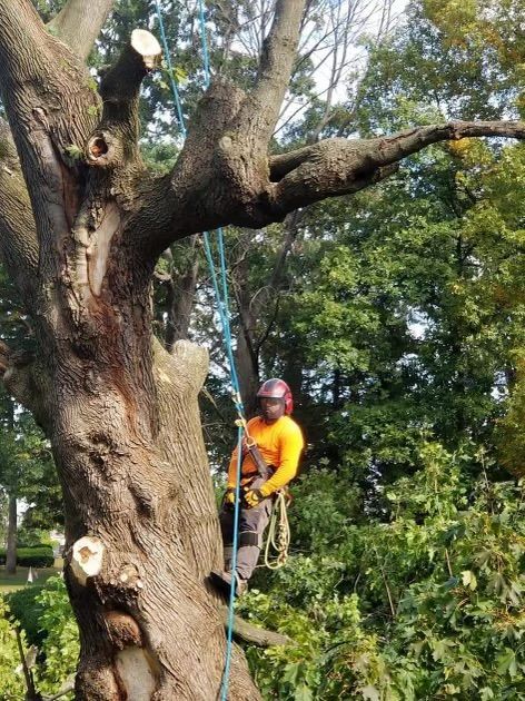 A man is climbing a tree with a chainsaw.