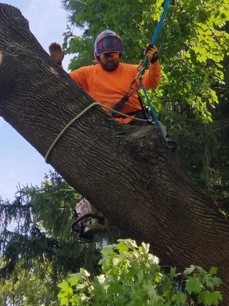 A man is climbing a tree with a chainsaw