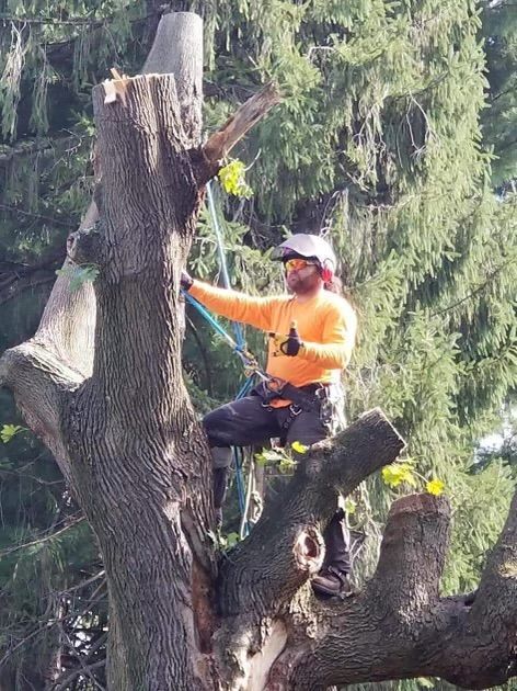 A man is sitting on top of a tree with a chainsaw.