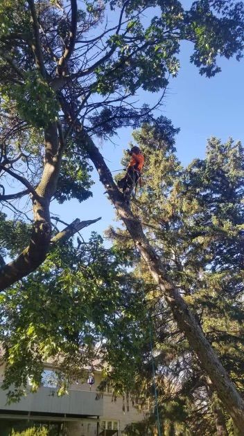 A man is climbing a tree with a chainsaw.