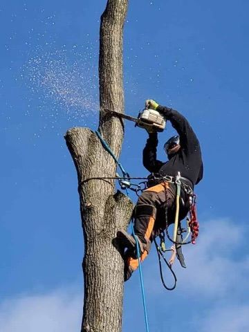 A man is climbing a tree with a chainsaw.