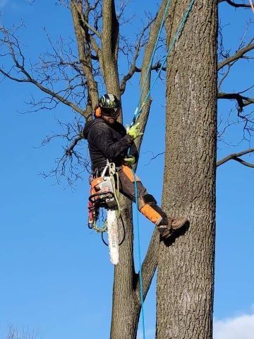 A man is climbing a tree with a chainsaw.