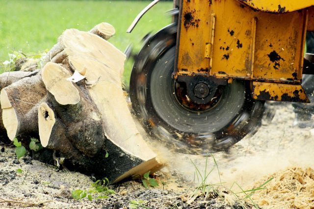 A stump grinder is cutting a tree stump in the ground.