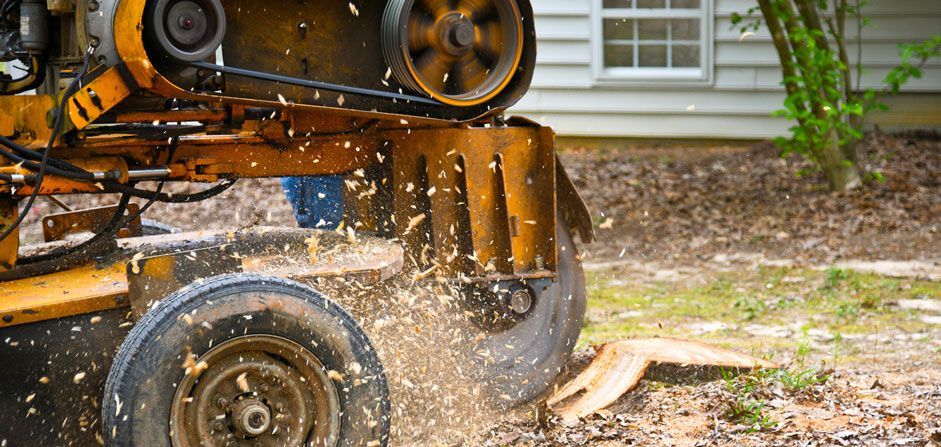 A tree stump grinder is cutting a tree stump in front of a house.