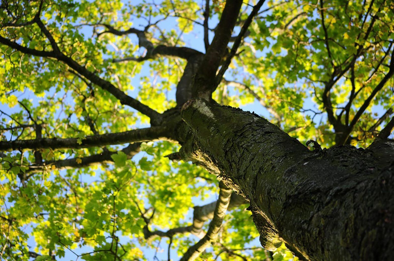 Looking up at a tree with green leaves and a blue sky in the background.