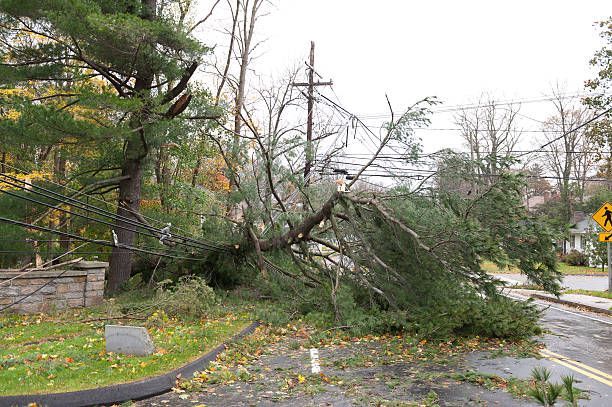 A tree that has fallen on the side of the road.