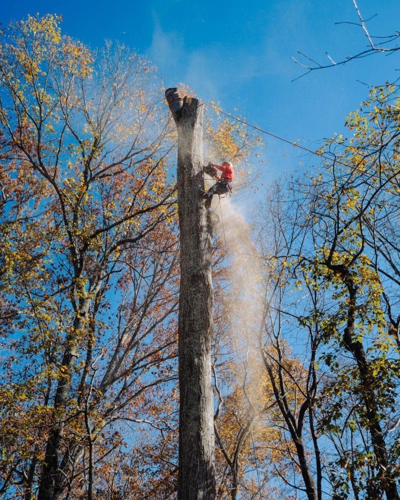 A man is cutting down a tree in the woods.