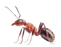 Ant removal and management services