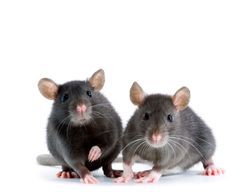 Mouse and rat control services