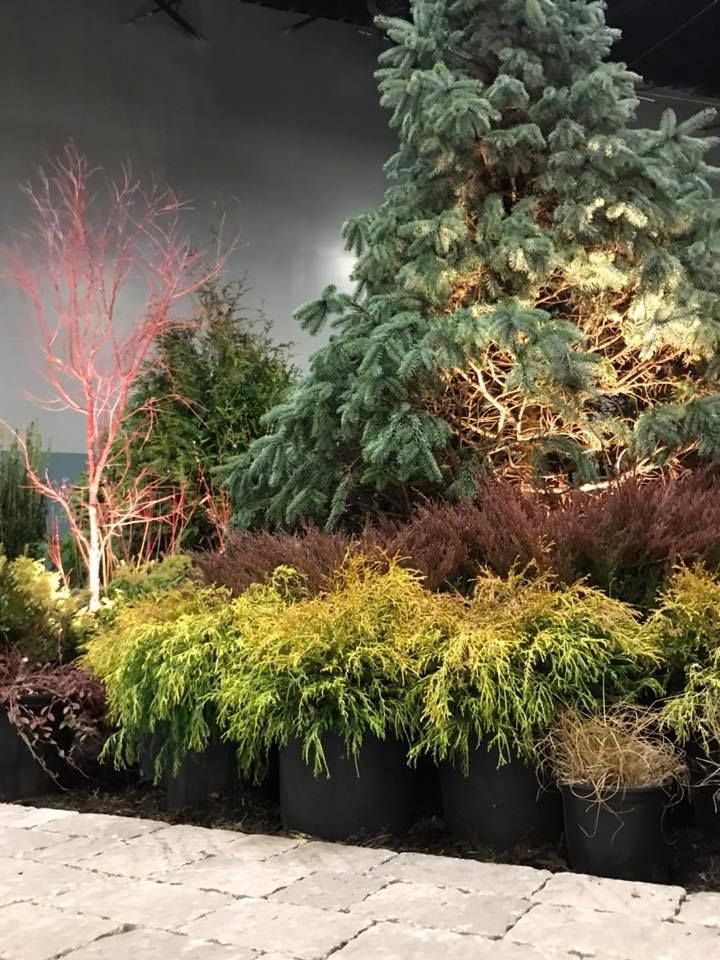 A row of potted plants and trees in a garden.