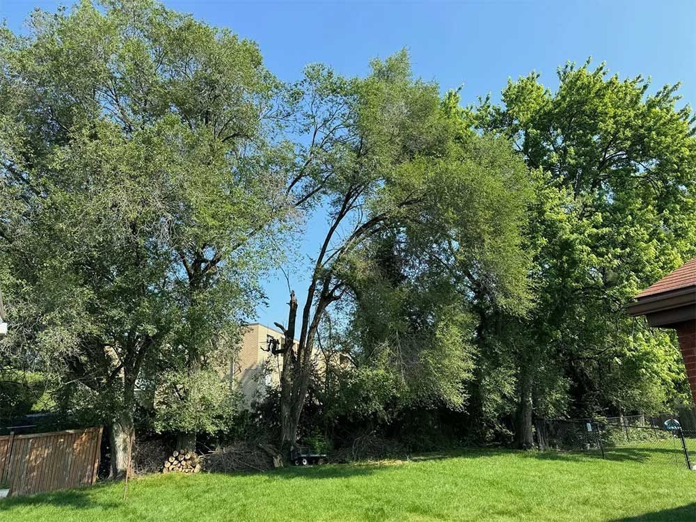 Trees with green foliage against a blue sky, with a lawn and fence in the foreground.