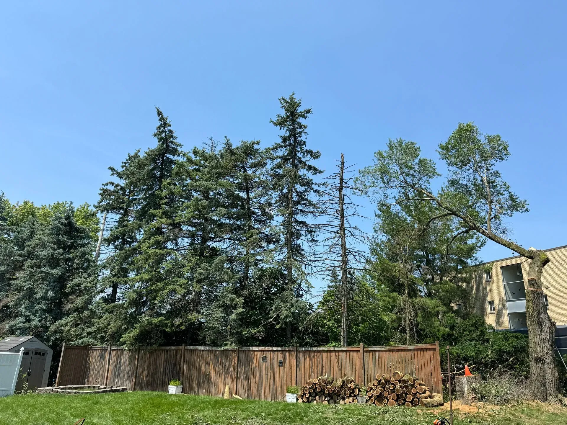Trees behind a wooden fence on a sunny day; building visible at right, with chopped wood.