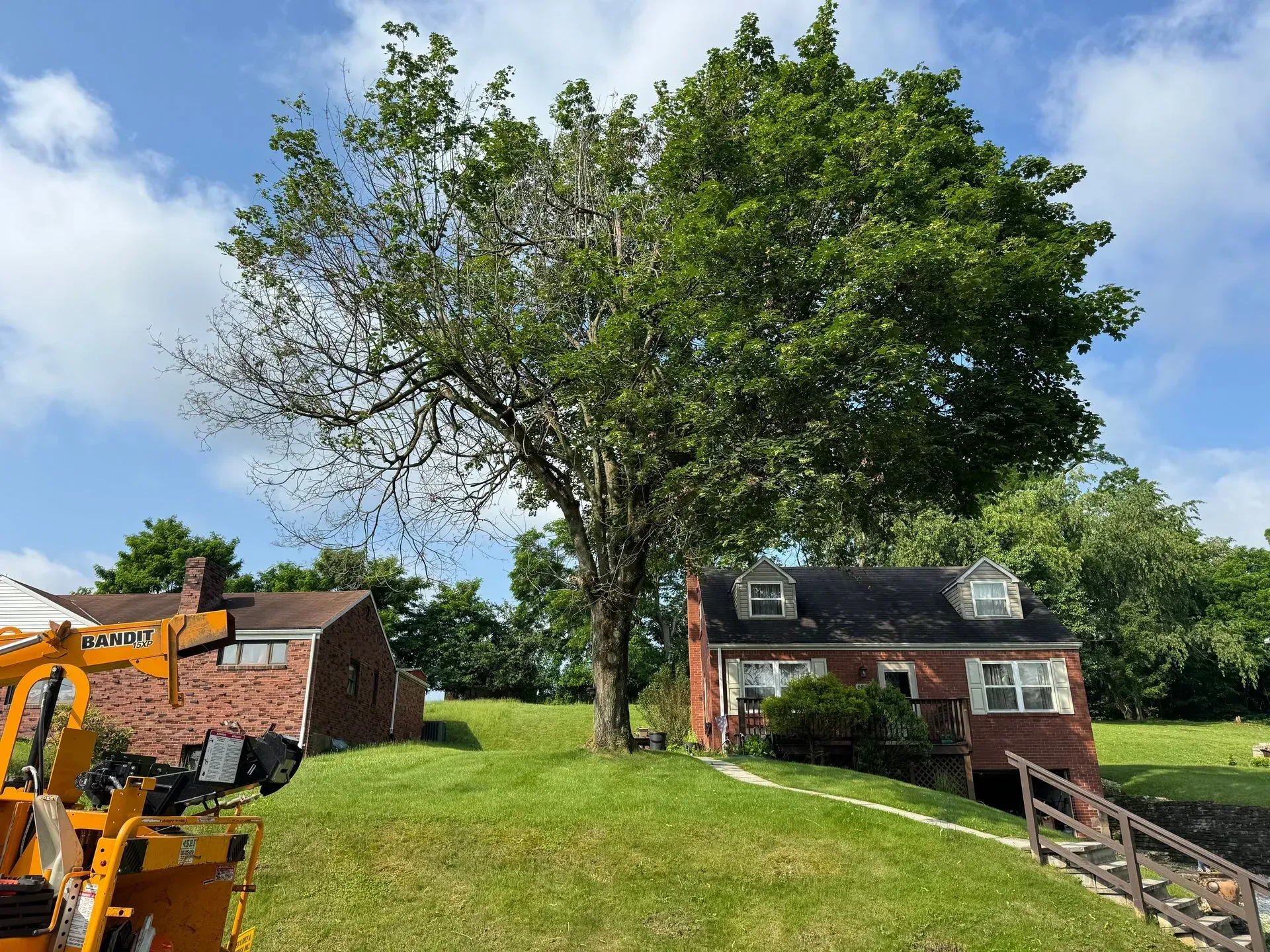 A large tree with sparse branches stands between two houses on a grassy hill on a sunny day.