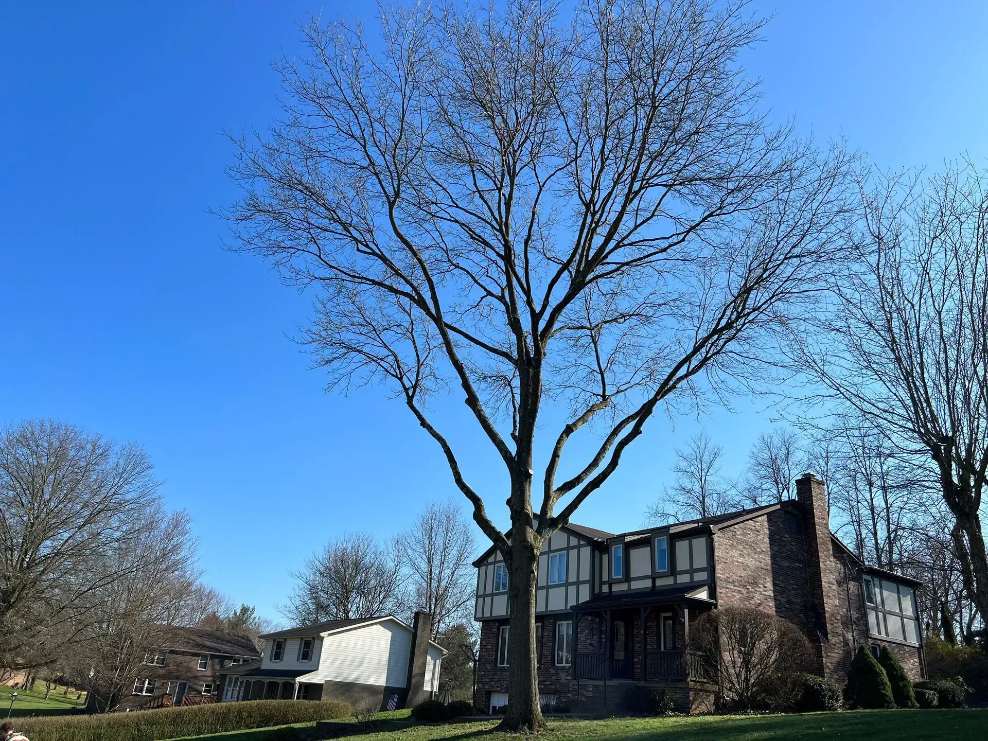 Bare tree in front of a brick house, blue sky. Other leafless trees and houses in the background.