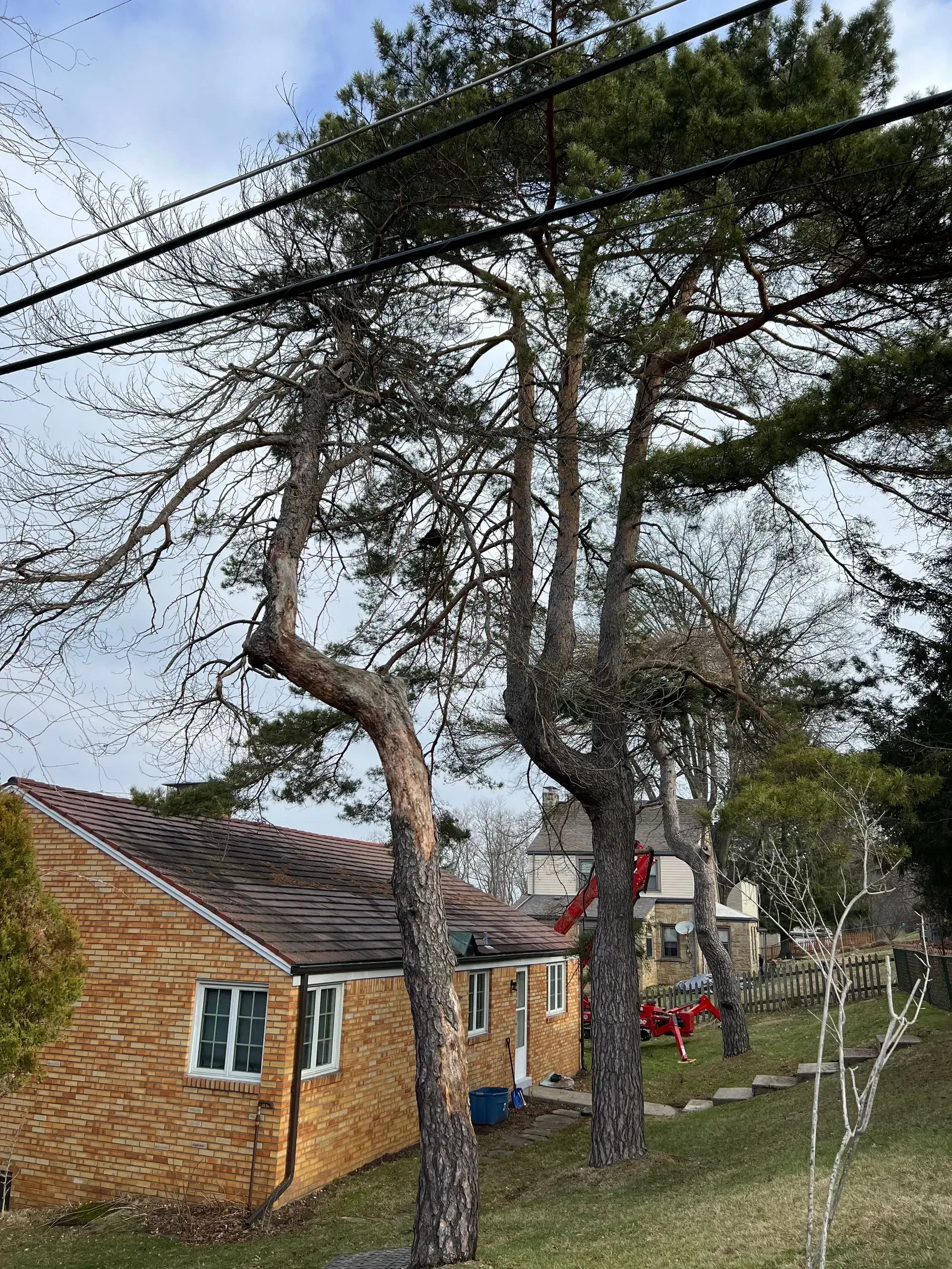 Three tall pine trees beside a brick house and power lines under a cloudy sky.
