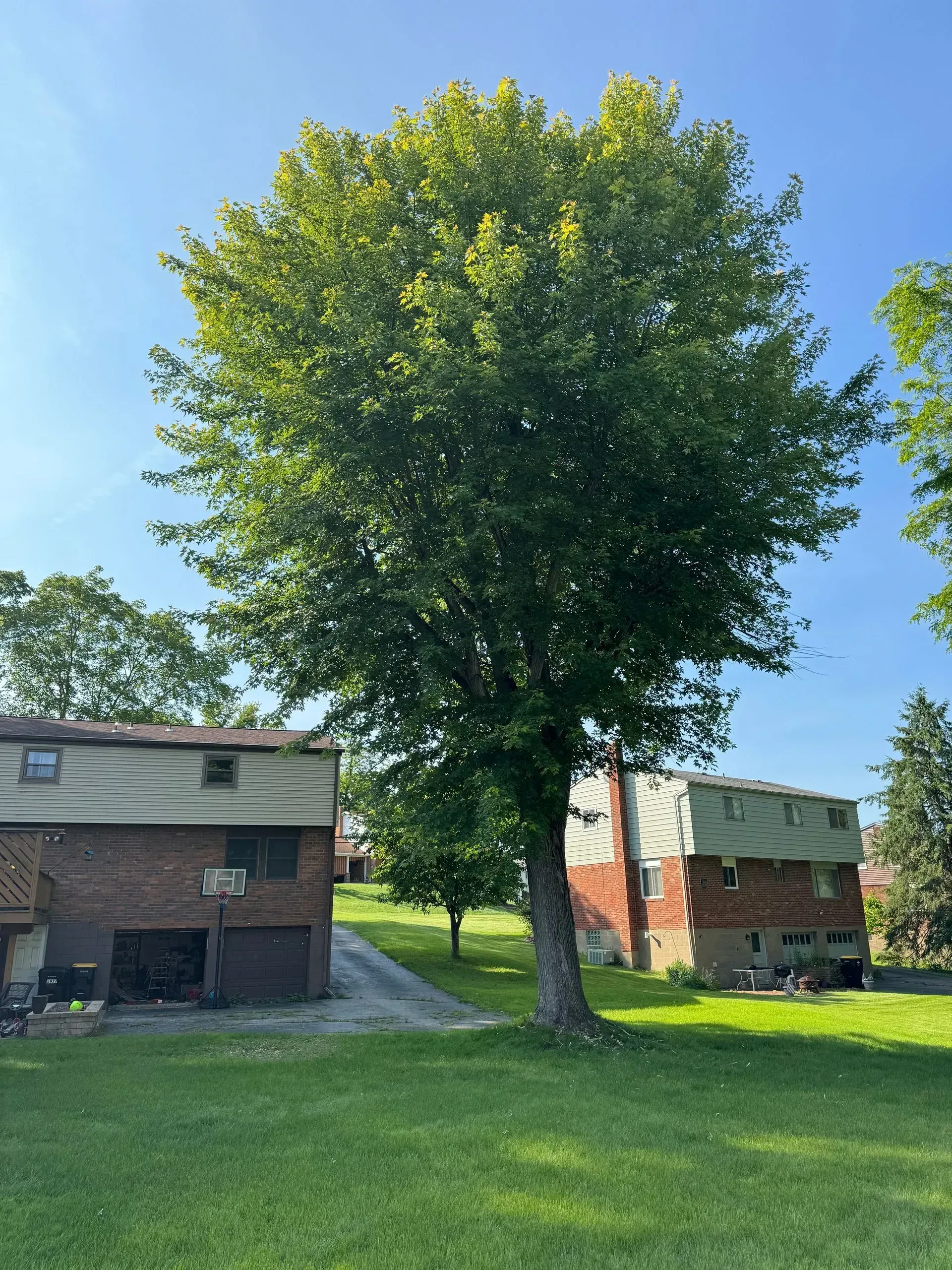 Green leafy tree between brick buildings on a sunny day.