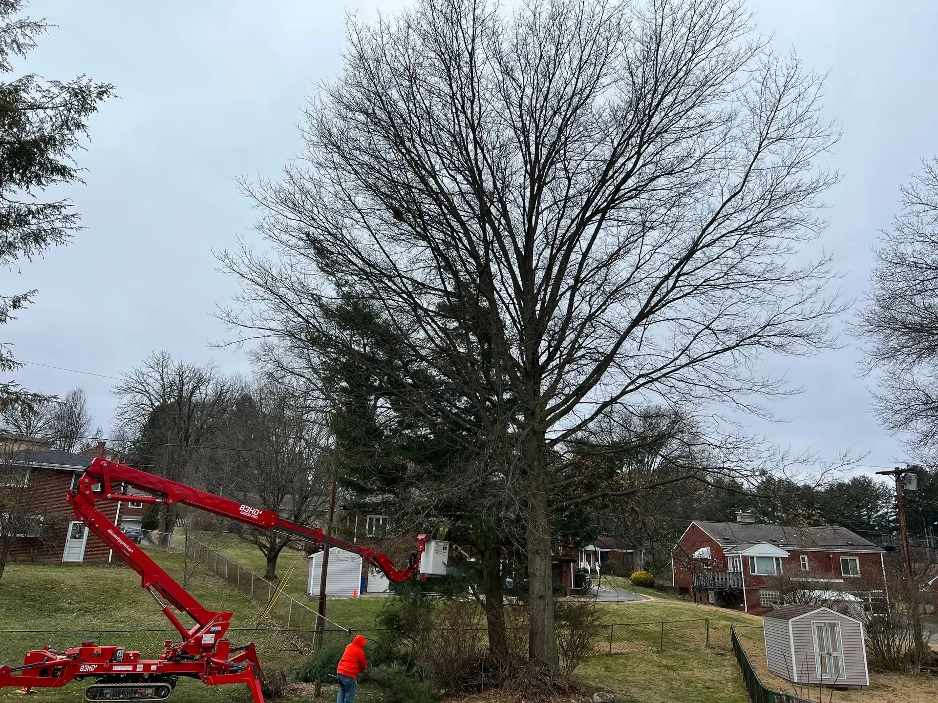 Red boom lift trimming a large tree in front of houses on a cloudy day.