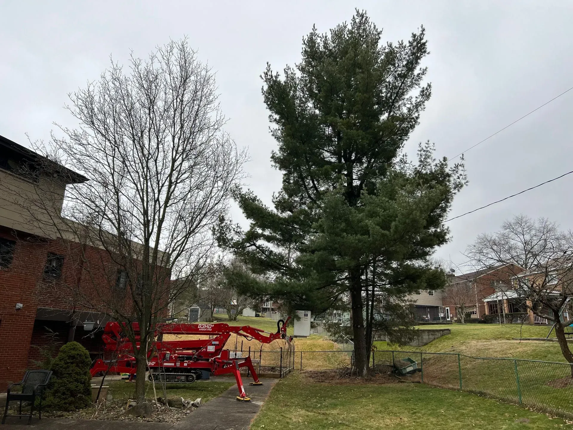 A tall evergreen tree next to a leafless tree, with a red lift truck nearby a building.