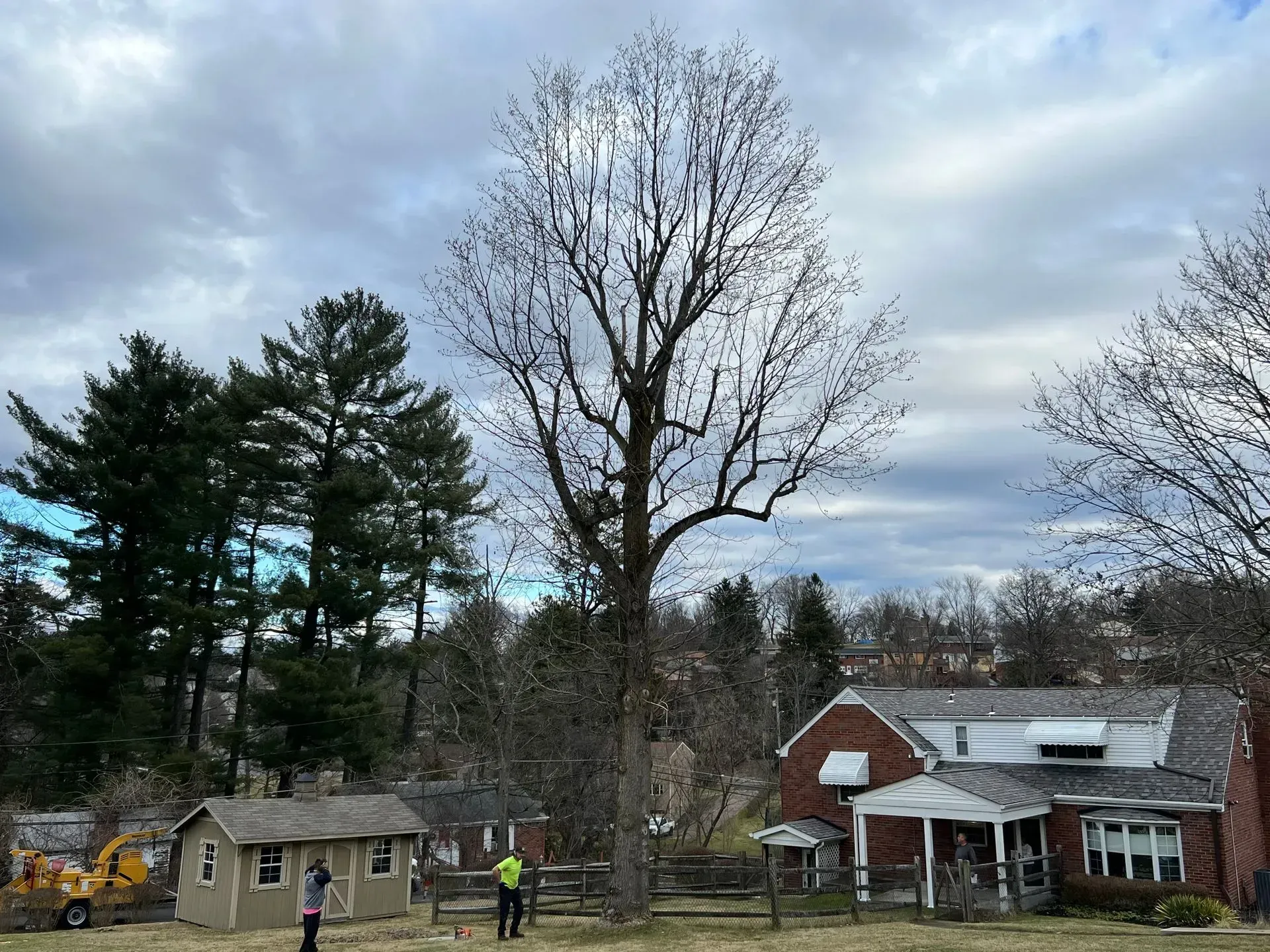 A tall tree with bare branches near a house and a small shed on a cloudy day.