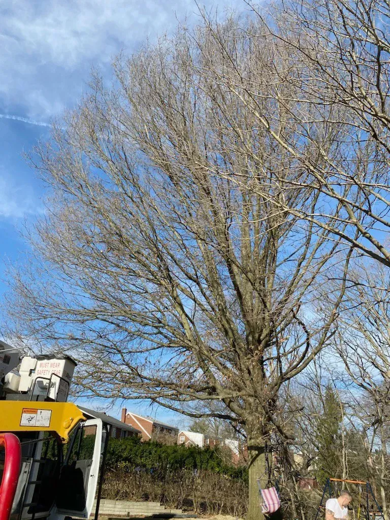 Bare tree in winter; worker on lift trims branches. Blue sky, houses in background.