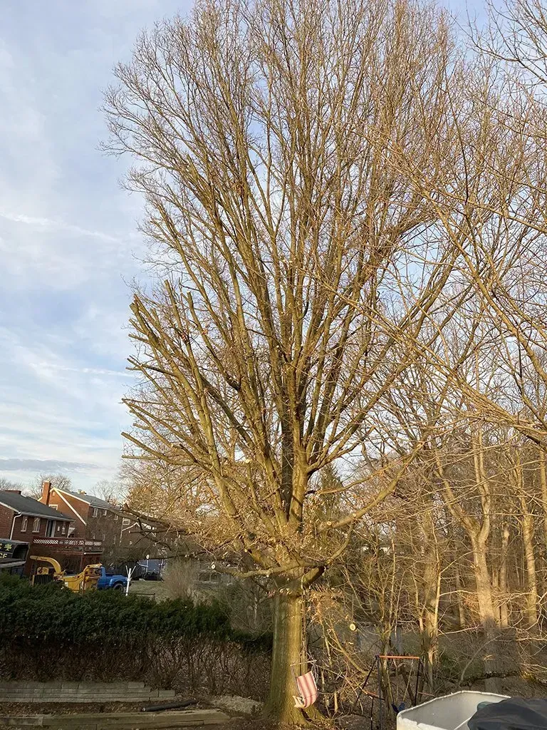 Bare tree with many branches against a cloudy sky; houses and greenery in the background.