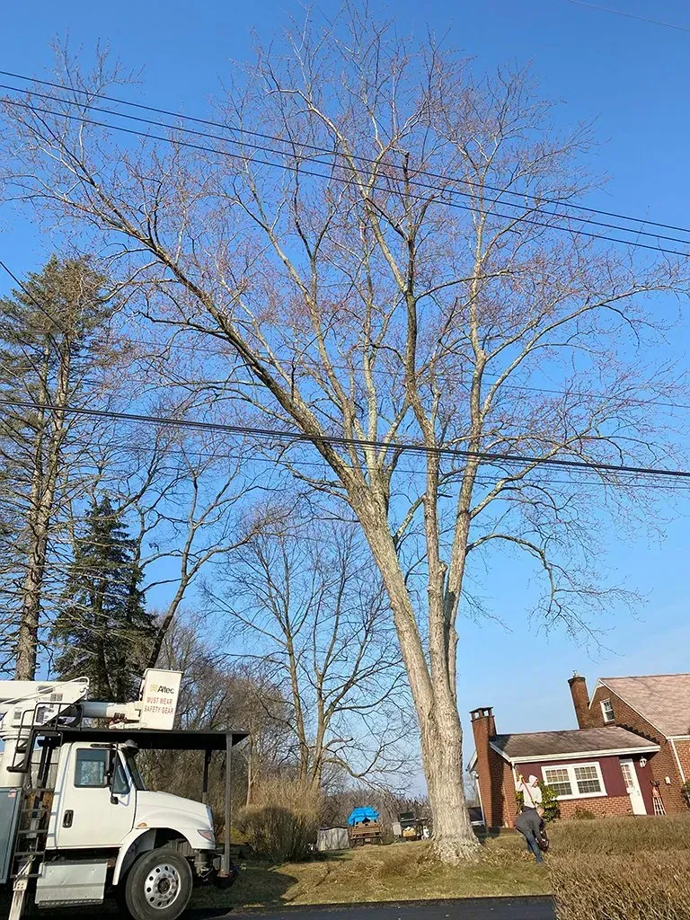 Tall bare tree, power lines, truck, house in background, sunny day.
