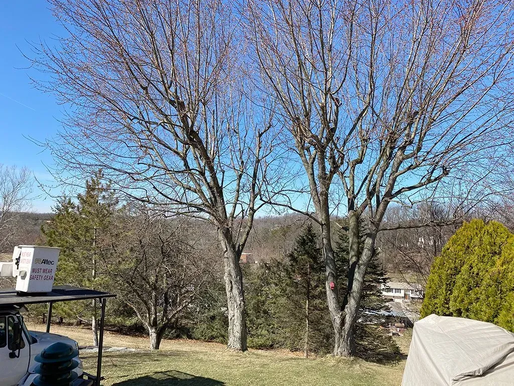 Two bare trees against a blue sky. Green vegetation and a small house are in the background.