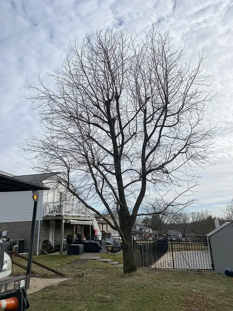 Bare tree in a backyard with a fence, shed, and two-story house under a cloudy sky.