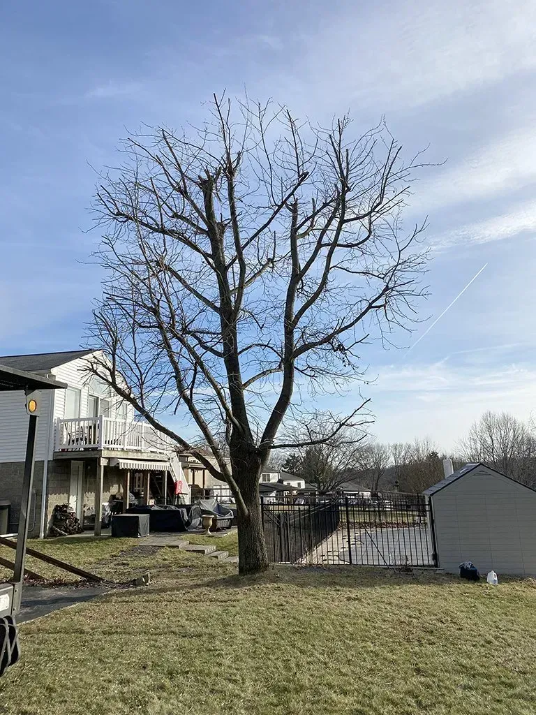 Bare tree in a yard with a two-story house and shed in the background under a partly cloudy sky.