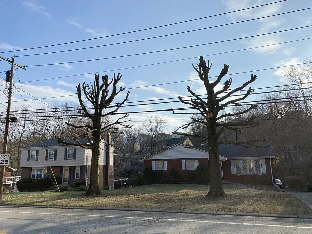 Two bare trees stand in front of houses on a sunny day. Power lines and a street are in the foreground.