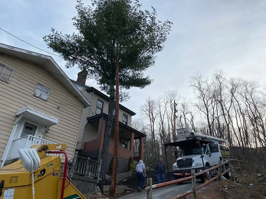 Tree being cut down near a house; wood chipper, utility truck, and workers present.