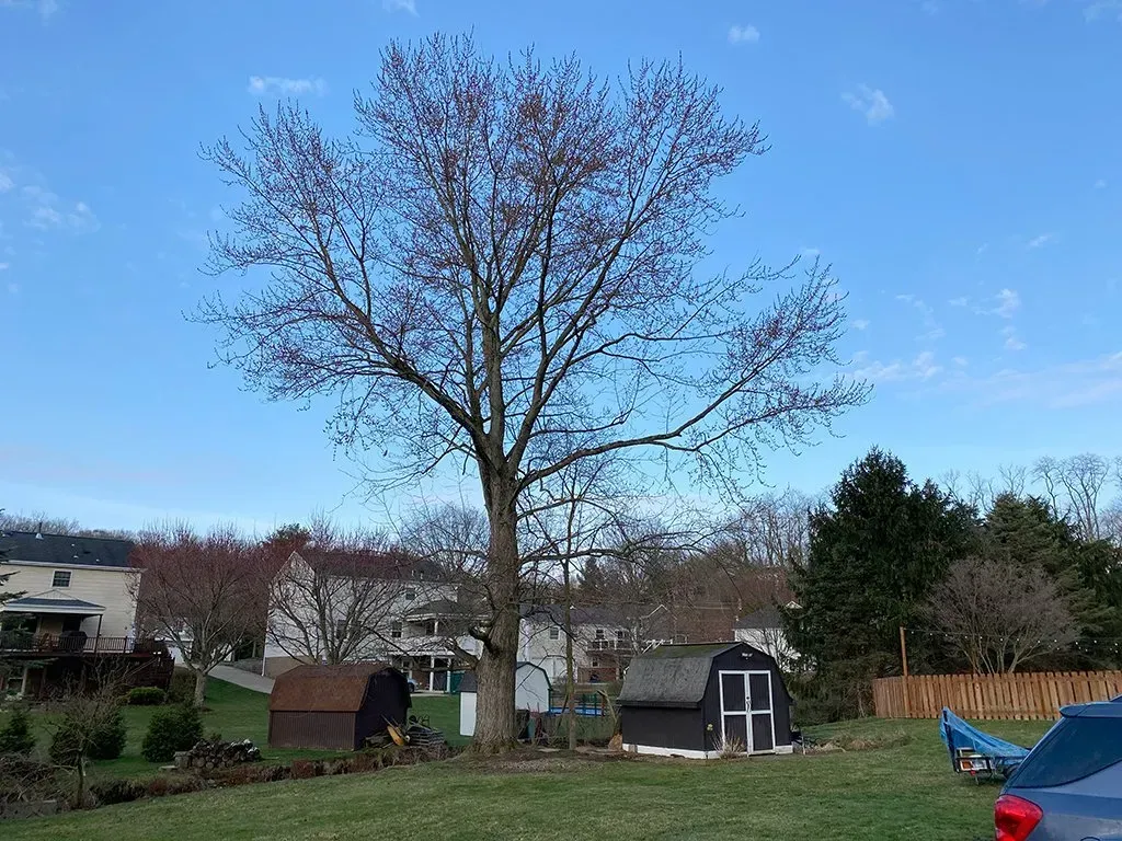 A tree with budding pink flowers stands in a backyard with sheds and houses under a blue sky.