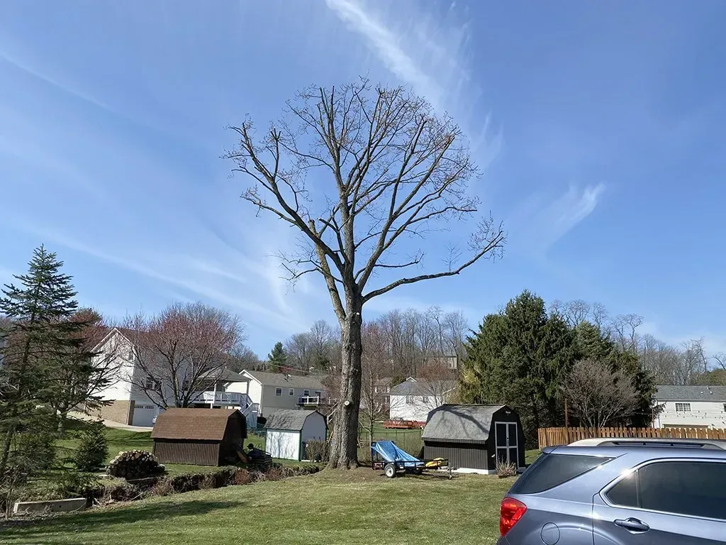 A large tree with bare branches stands in a yard with sheds, houses, and a blue sky.
